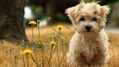 Animals Dogs Puppies Wildflowers