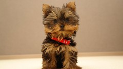 Animals Dogs Puppies yorkshire