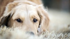 Animals Dogs retriever pets golden retriever
