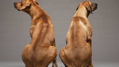 Animals Dogs rhodesian ridgeback