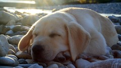 Animals Dogs rocks stones