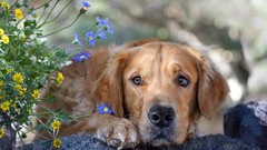 Animals Dogs rocks Wildflowers golden retriever