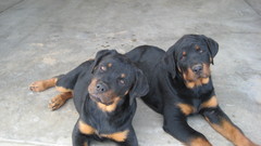 Animals Dogs rottweiler