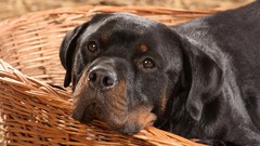 Animals Dogs rottweiler
