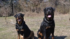 Animals Dogs rottweiler