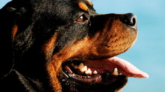 Animals Dogs rottweiler blue