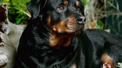 Animals Dogs rottweiler pets