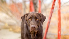 Animals Dogs sad pets domestic dog