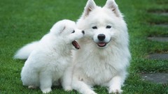 Animals Dogs samoyed
