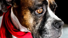 Animals Dogs scarfs boxer dog