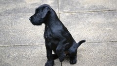 Animals Dogs schnauzer