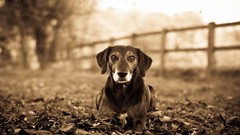 Animals Dogs sepia monochrome pets blurred background fallen 