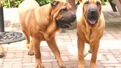 Animals Dogs shar pei