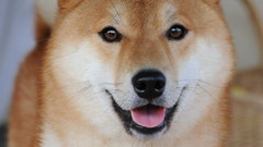 Animals Dogs Shiba Inu