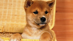 Animals Dogs Shiba Inu