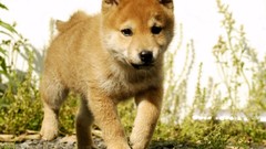 Animals Dogs Shiba Inu