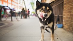 Animals Dogs Shiba Inu