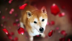 Animals Dogs Shiba Inu flower petals