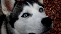 Animals Dogs Siberian Husky