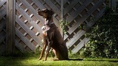 Animals Dogs side view doberman pets Doberman Pinscher