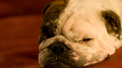 Animals Dogs sleeping bulldog