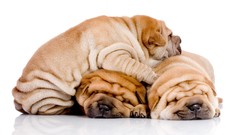 Animals Dogs sleeping family shar pei