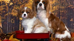 Animals Dogs spaniel king charles spaniel
