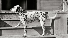 Animals Dogs stairways monochrome