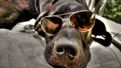 Animals Dogs sunglasses lying down aviator glasses