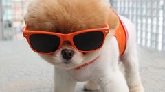 Animals Dogs sunglasses pets pomeranian boo