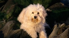 Animals Dogs terrier