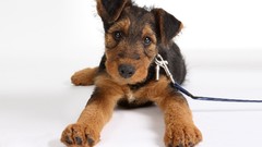 Animals Dogs terrier airedale terrier