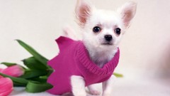 Animals Dogs tulips chihuahua