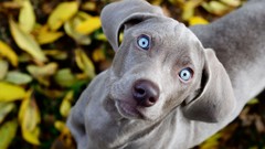 Animals Dogs Weimaraner