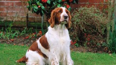 Animals Dogs Welsh Springer Spaniel