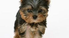 Animals Dogs white background yorkshire terrier