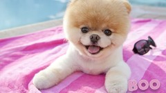 Animals Dogs Worlds pets pomeranian boo