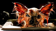 Animals Dogs yorkshire terrier
