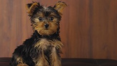 Animals Dogs yorkshire terrier
