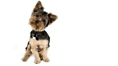 Animals Dogs yorkshire terrier