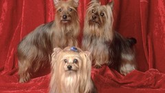 Animals Dogs yorkshire terrier