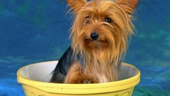 Animals Dogs yorkshire terrier
