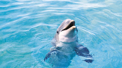 Animals Dolphins
