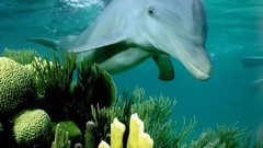 Animals Dolphins aquatic