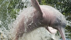 Animals Dolphins Brazil splashes Amazonas