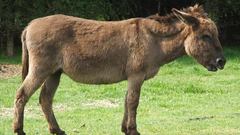 Animals Donkeys
