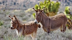 Animals Donkeys