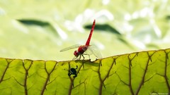 Animals dragonfly Dragonflies