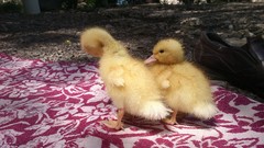 Animals Ducks iran Amin Peyrovi Xperia mini