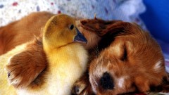 Animals Ducks Puppies Dogs duckling baby animals baby birds